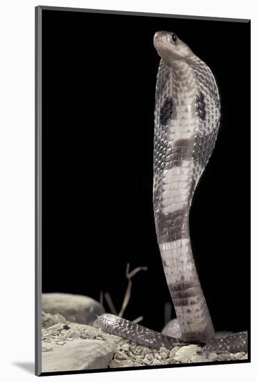 Ceylonese Cobra Display (Naja Naja Polyocellata)-null-Mounted Photographic Print