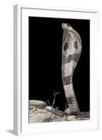 Ceylonese Cobra Display (Naja Naja Polyocellata)-null-Framed Photographic Print