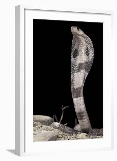 Ceylonese Cobra Display (Naja Naja Polyocellata)-null-Framed Photographic Print