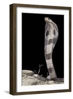 Ceylonese Cobra Display (Naja Naja Polyocellata)-null-Framed Photographic Print