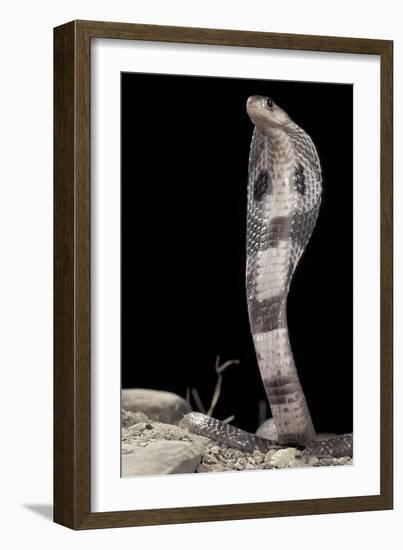 Ceylonese Cobra Display (Naja Naja Polyocellata)-null-Framed Photographic Print