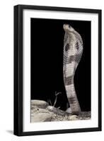 Ceylonese Cobra Display (Naja Naja Polyocellata)-null-Framed Photographic Print