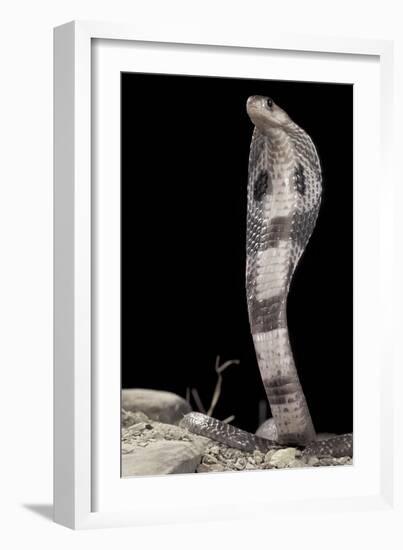 Ceylonese Cobra Display (Naja Naja Polyocellata)-null-Framed Photographic Print