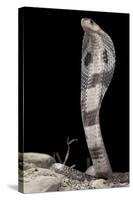 Ceylonese Cobra Display (Naja Naja Polyocellata)-null-Stretched Canvas