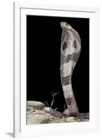 Ceylonese Cobra Display (Naja Naja Polyocellata)-null-Framed Photographic Print