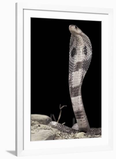 Ceylonese Cobra Display (Naja Naja Polyocellata)-null-Framed Photographic Print