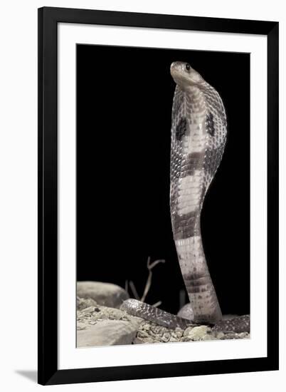 Ceylonese Cobra Display (Naja Naja Polyocellata)-null-Framed Photographic Print