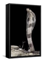 Ceylonese Cobra Display (Naja Naja Polyocellata)-null-Framed Stretched Canvas