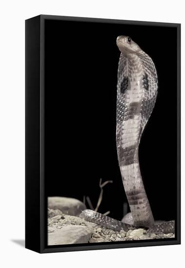 Ceylonese Cobra Display (Naja Naja Polyocellata)-null-Framed Stretched Canvas