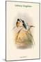 Ceyx Solitaria - Solitary Kingfisher-John Gould-Mounted Art Print