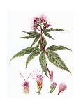 Plants, Arum Maculatum-CF Newall-Framed Art Print