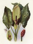 Plants, Arum Maculatum-CF Newall-Art Print