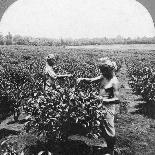 A Coffee Plantation, Jamaica, C1900s-CH Graves-Photographic Print