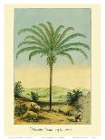 Palm Tree - South American Attalea Maripa - Vintage Botanical Illustration, 1854-Charles Antoine Lemaire-Art Print