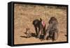 Chacha Baboon Female Offers Herself to Male-null-Framed Stretched Canvas