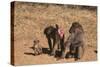 Chacha Baboon Female Offers Herself to Male-null-Stretched Canvas