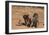 Chacha Baboon Female Offers Herself to Male-null-Framed Photographic Print