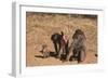 Chacha Baboon Female Offers Herself to Male-null-Framed Photographic Print