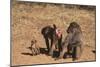 Chacha Baboon Female Offers Herself to Male-null-Mounted Photographic Print