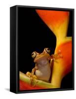 Chachi Tree Frog, Choco Forest, Ecuador-Pete Oxford-Framed Stretched Canvas