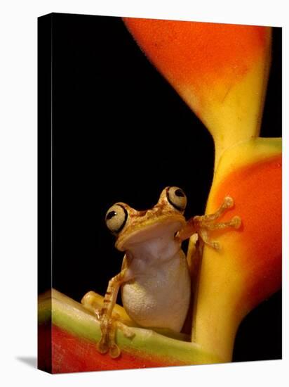Chachi Tree Frog, Choco Forest, Ecuador-Pete Oxford-Stretched Canvas
