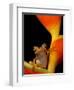 Chachi Tree Frog, Choco Forest, Ecuador-Pete Oxford-Framed Premium Photographic Print