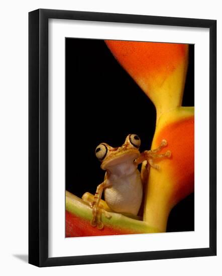 Chachi Tree Frog, Choco Forest, Ecuador-Pete Oxford-Framed Photographic Print