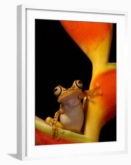 Chachi Tree Frog, Choco Forest, Ecuador-Pete Oxford-Framed Photographic Print