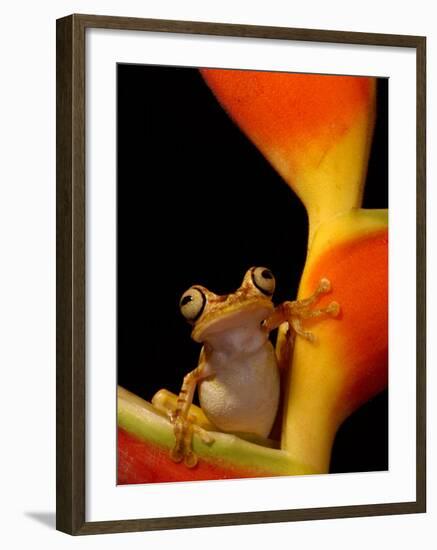 Chachi Tree Frog, Choco Forest, Ecuador-Pete Oxford-Framed Photographic Print
