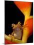 Chachi Tree Frog, Choco Forest, Ecuador-Pete Oxford-Mounted Photographic Print