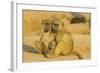 Chacma Baboon 2 Subadults in the Light-null-Framed Photographic Print