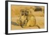 Chacma Baboon 2 Subadults in the Light-null-Framed Photographic Print