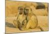 Chacma Baboon 2 Subadults in the Light-null-Mounted Photographic Print