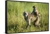 Chacma Baboon and Infant, Chobe National Park, Botswana-Paul Souders-Framed Stretched Canvas