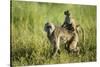 Chacma Baboon and Infant, Chobe National Park, Botswana-Paul Souders-Stretched Canvas