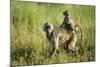 Chacma Baboon and Infant, Chobe National Park, Botswana-Paul Souders-Mounted Photographic Print