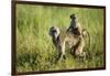 Chacma Baboon and Infant, Chobe National Park, Botswana-Paul Souders-Framed Photographic Print