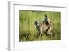 Chacma Baboon and Infant, Chobe National Park, Botswana-Paul Souders-Framed Photographic Print