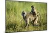 Chacma Baboon and Infant, Chobe National Park, Botswana-Paul Souders-Mounted Photographic Print