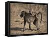 Chacma Baboon Carrying Young, Hluhluwe and Umfolozi Game Reserves, South Africa-Steve & Ann Toon-Framed Stretched Canvas