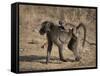 Chacma Baboon Carrying Young, Hluhluwe and Umfolozi Game Reserves, South Africa-Steve & Ann Toon-Framed Stretched Canvas