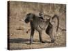 Chacma Baboon Carrying Young, Hluhluwe and Umfolozi Game Reserves, South Africa-Steve & Ann Toon-Stretched Canvas
