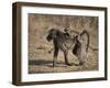 Chacma Baboon Carrying Young, Hluhluwe and Umfolozi Game Reserves, South Africa-Steve & Ann Toon-Framed Photographic Print