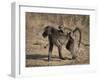 Chacma Baboon Carrying Young, Hluhluwe and Umfolozi Game Reserves, South Africa-Steve & Ann Toon-Framed Photographic Print