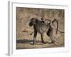 Chacma Baboon Carrying Young, Hluhluwe and Umfolozi Game Reserves, South Africa-Steve & Ann Toon-Framed Photographic Print