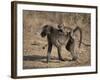 Chacma Baboon Carrying Young, Hluhluwe and Umfolozi Game Reserves, South Africa-Steve & Ann Toon-Framed Photographic Print