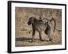 Chacma Baboon Carrying Young, Hluhluwe and Umfolozi Game Reserves, South Africa-Steve & Ann Toon-Framed Photographic Print