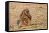 Chacma Baboon, Chobe National Park, Botswana, Africa-Sergio Pitamitz-Framed Stretched Canvas