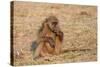 Chacma Baboon, Chobe National Park, Botswana, Africa-Sergio Pitamitz-Stretched Canvas