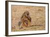 Chacma Baboon, Chobe National Park, Botswana, Africa-Sergio Pitamitz-Framed Photographic Print